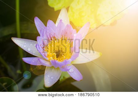 Lotus flower in rainy season, chiangmai thailand