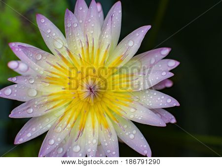 Lotus flower in rainy season, chiangmai thailand