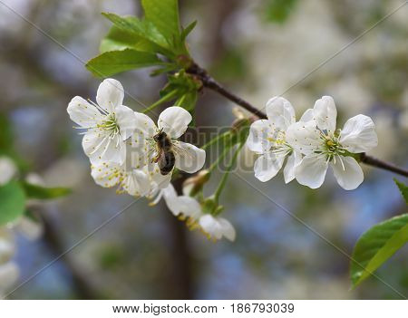 Honey Bee Harvesting Pollen From Cherry Blossom,bee Collecting Nectar From White Cherry Flower