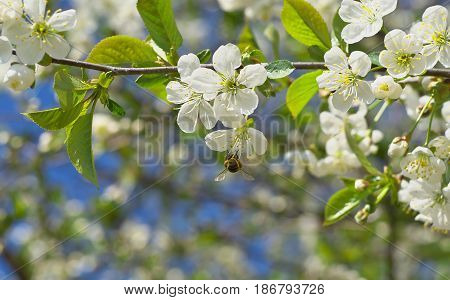Honey Bee Harvesting Pollen From Cherry Blossom,bee Collecting Nectar From White Cherry Flower