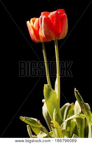 Backlit tulips flower on a black background