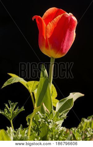 Backlit tulips flower on a black background