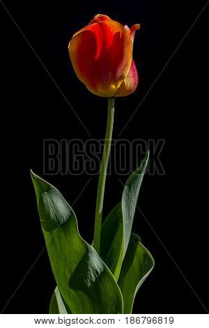 Backlit tulips flower on a black background