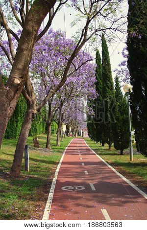 blooming jacaranda is very beautiful in spring Park