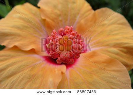 Hibiscus Mallow Malvaceae subtropical and showy flower in bloom