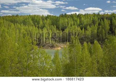 Spring Forest Around a Lake on Sunny Day. Fresh Green Leaves on Trees.