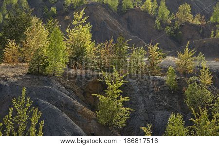 Spring Forest in a Sunny Day on Dunes of Sand and Clay in an Abandoned Quarry