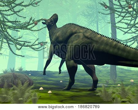 Corythosaurus dinosaur eating in a forest of araucaria trees - 3D render