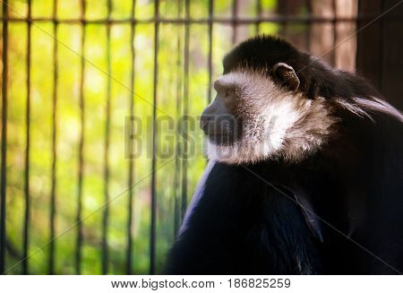 The Monkey, White Handed Gibbon Is Sitting, Playing Against The Background Of Green Foliage.