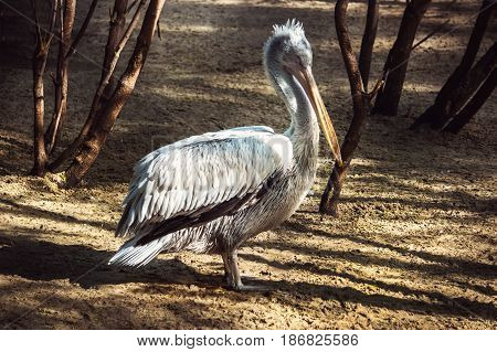 Cute Pelican In Zoological Garden