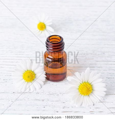 one ml bottle of chamomile oil with fresh and dried chamomile flowers, selective focus