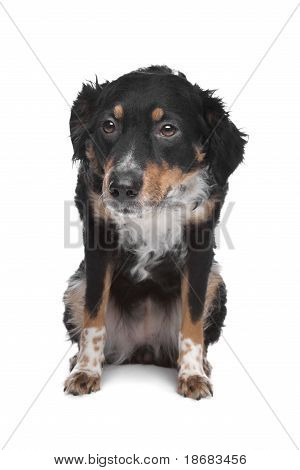 Blandras hund