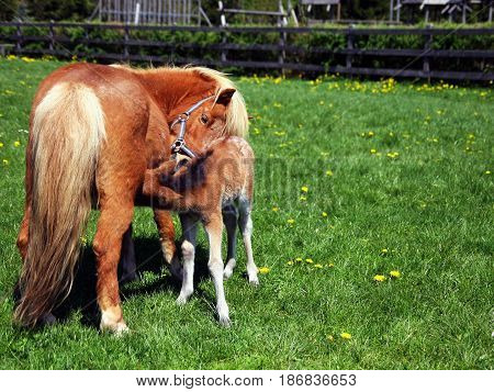Polish miniature horse mare feeding her foal
