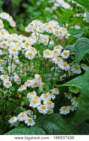 flowering feverfew (tanacetum parthenium) in cottage garden