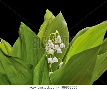 Flowering lily of the valley - one of the tender early spring flowers close up on a black background isolated