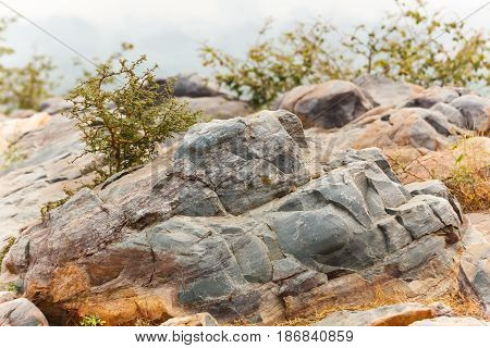 Vegetation and stones sacred Govardhan Hill India.
