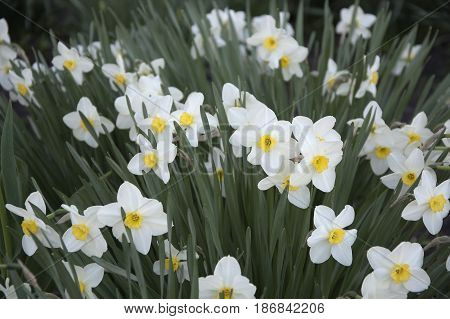 White and yellow narcissi on the flowerbed