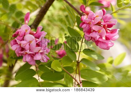 closeup flowers of blossoming pink acacia (known as Robinia Viscosa)