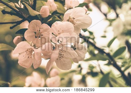 Flowers of a blossoming apple-tree on a branch on a blurred background, toned