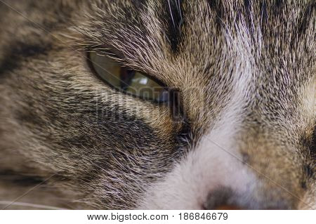 Green eye cat close up looks into the lens