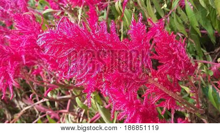 Indonesia flower at hutan pinus jogjakarta pine