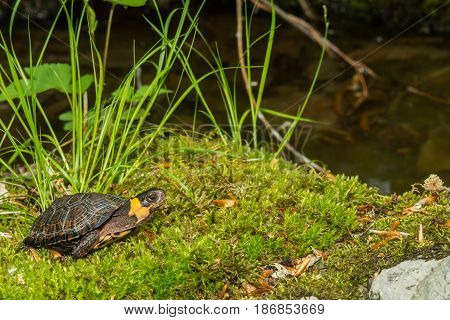 A Bog Turtle walking over a bed of moss.
