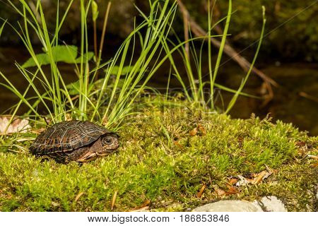 A Bog Turtle basking on a bed of moss.