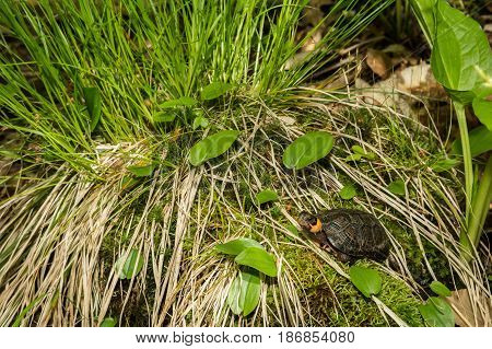 A Bog Turtle basking in it's natural habitat.