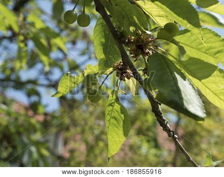Unripe cherries in spring on tree with leaves. Green cherry in garden, closeup shot. Detail of small fruits on spring theme, trees in background. Spring atmosphere, sunny day. Low depth of field.