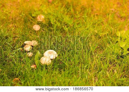 Wild Mushrooms Growing In Green Meadow