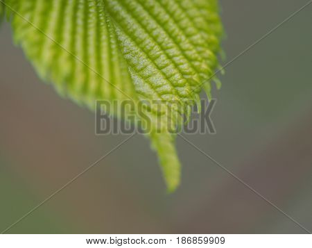 A macro shot of green leaf on a blurred background