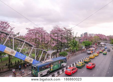BANGKOK THAILAND - APRIL 8 2017: Pink trumpet tree blooms along the street in front of Chatujak Park.