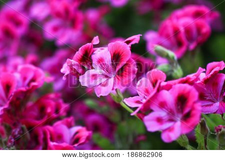 Multicolour Pelargonium Grandiflorum. French geraniums are very rich flowering pelargonium varieties.