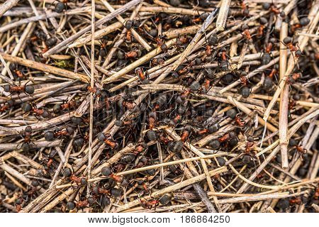 Family Of Ants In An Anthill Close-up