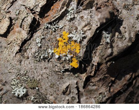Tree bark with lichen, the tree closeup, macro, coniferous tree