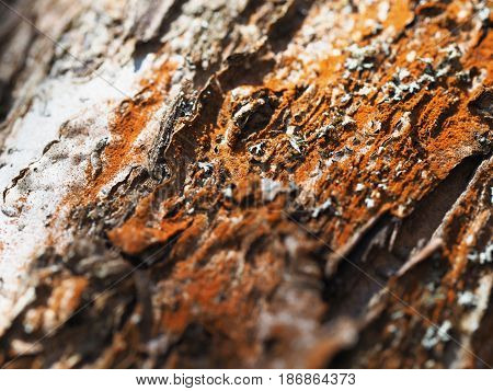 Tree bark with lichen, the tree closeup, macro, coniferous tree