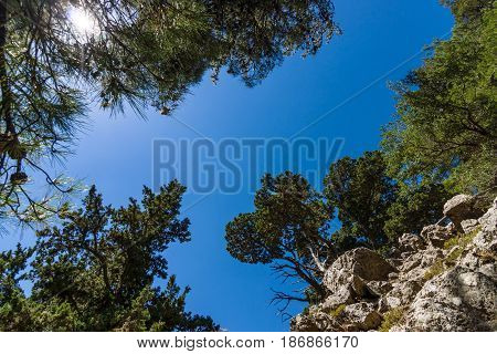 Samaria Gorge. Crete. Greece. Pines on the cliffs and slopes on the background of blue sky.