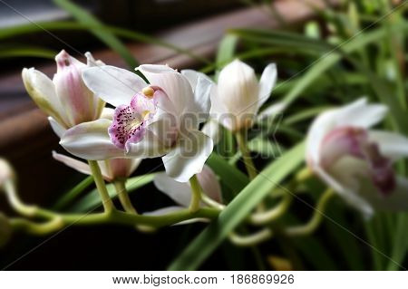 Beautiful Pale Pink Lilies In Natural Light With Selecive Focus