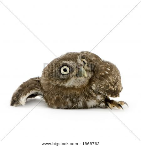 นกเค้าแมวสาว (4 สัปดาห์)