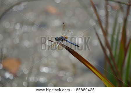 A male blue dasher dragonfly (Pachydiplax longipennis) alights upon  a reed over a small lake in Joliet, Illinois during August.
