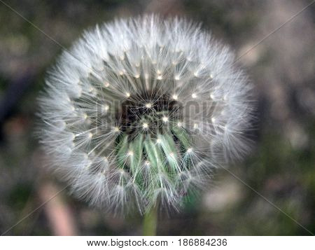 round dandelion clock on a dark background with seeds