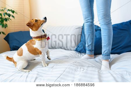 Woman jumping on bed together with dog jack russell terrier