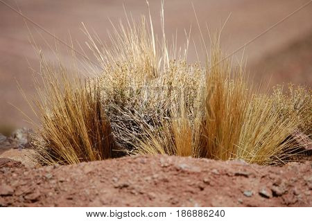 Argentinian grass, mountains of salta, landscape, heat tolerant