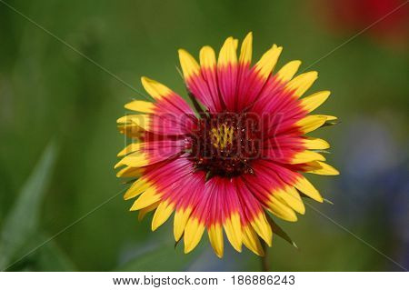 Golden Zinnia - yellow, read, missing petal - spring in texas