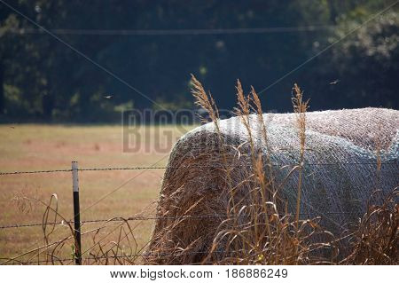 Haystacks, East Texas Gold, hayfield, Gladewater, rolls