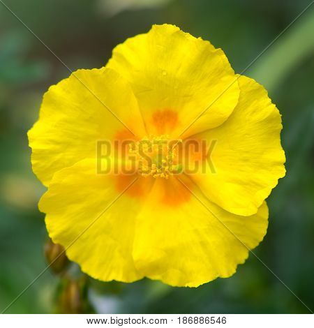 Rock rose (Helianthemum 'Ben Fhada') flower. Bright primrose yellow bloom with orange centre of hardy shrub in the family Cistaceae