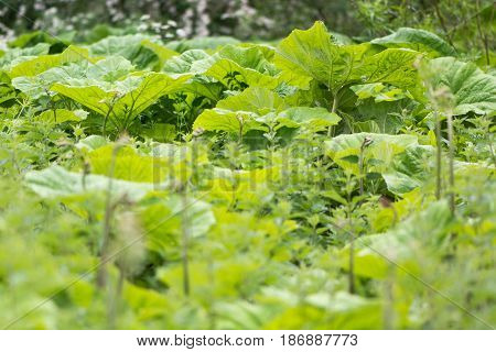 Butterbur (Petasites hybridus) large leaves. Mass of heart-shaped leaves of plant in the daisy family (Asteraceae) growing in damp British woodland