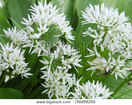 wild garlic flowers in spring with bright green leaves