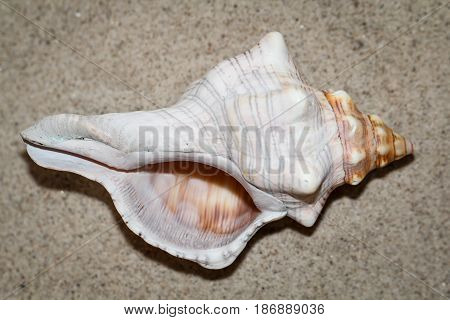 Shell snail in the sand, holiday, nature