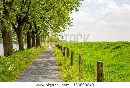 Seemingly endless path next to a row of trees and a fence made from gauze and wooden poles.
